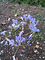 Crocus pulchellus (Fam. Iridaceae) (Europe Sud Est) (00) (Photo F. Mrugala)